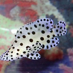 新手必選老鼠石斑魚海水魚觀賞魚海水養殖海缸生物可愛海洋生物廠