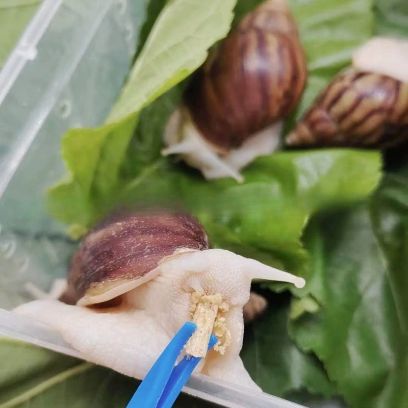 Snails for students for experiments white jade, pet
