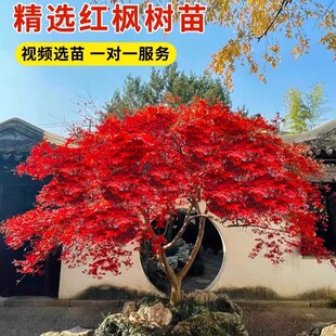 �ձ��t�������ļ��t�e������ͥԺ�t�輧��������С��t���������