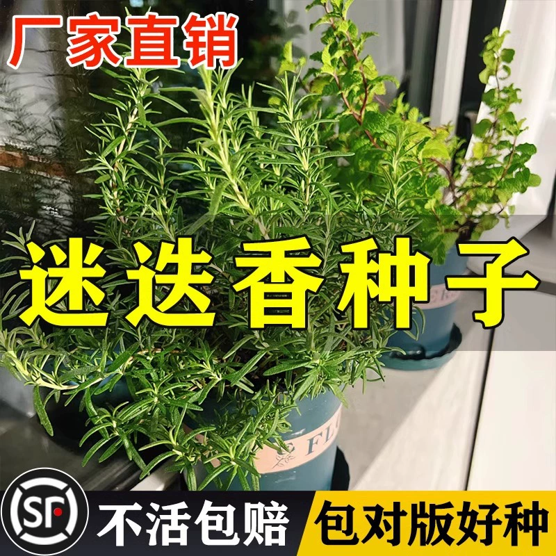 Семена розмарина, океанская роса, многолетние, вечнозеленые, средство от комаров, горшечные растения для балкона, съедобные семена ванили.