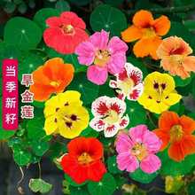 【四季开花】旱金莲种子盆栽花草植物室内易活花卉春天室外花种子