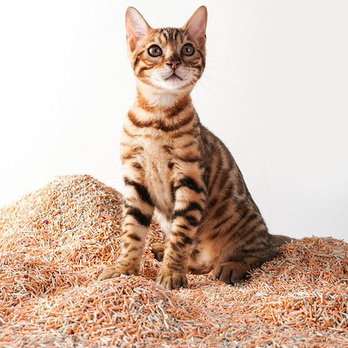 Craftsman Cat Persimmon Tofu Cat Litter Deodorizing Dust-free Clumping Can Flush the Toilet Bentonite Pet Plant Cat Litter Cleaning