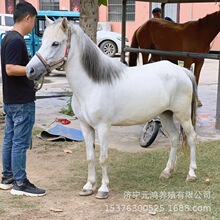 景区供应乘骑温顺观赏矮马 现货马小型宠物马 景区骑乘马传授技术