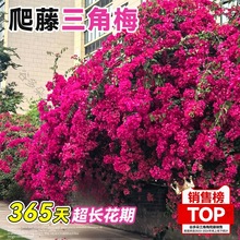 ��������÷���ԾG�Ѽt���Ϙ������l؛�̨ͥԺ���ܾGֲ���ļ�����