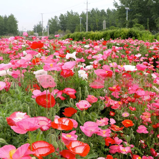 Iceland Poppy Seeds Are Cold-Resistant and Shade-Tolerant. They Are Sown in Spring & Fall. Landscape Flower Seeds Are Planted in All Seasons. They Are Easy to Live and Bloom Continuously