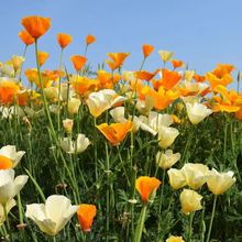 ����ݷN�Ӵ��ﲥ�N�������ͺ����N�G������ͥԺ�̨���Ի��ܷN��