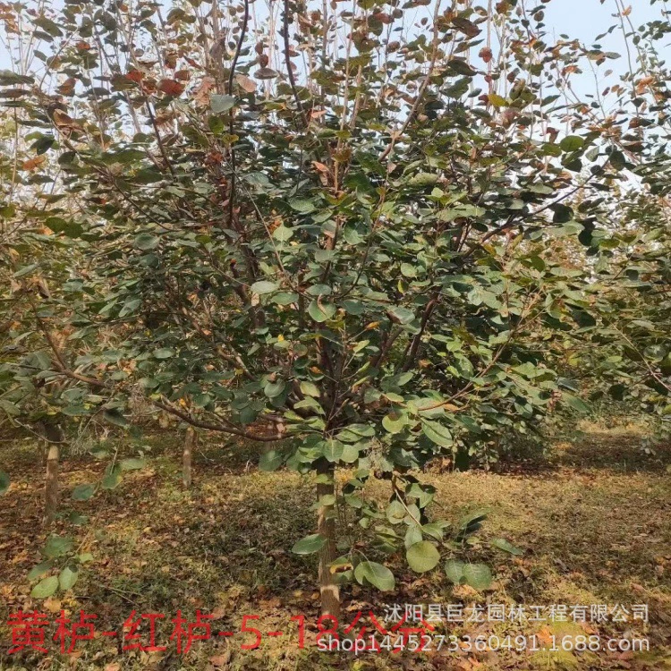 Кластерные саженцы барбариса с красными листьями с полными характеристиками, дерево барбариса с красными листьями 5-12cm для озеленения жилых районов, дорог и парков.