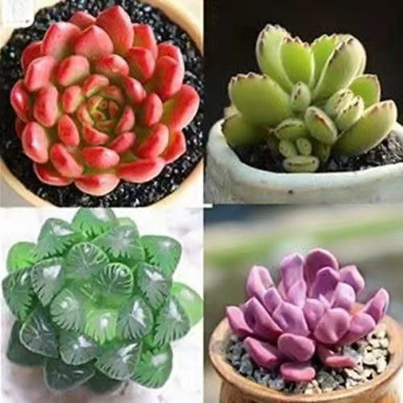 루비베어 히메유루 큐피드는 세면대가 필요합니다. 세면대가 포함된 주문