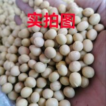 东北新货大粒黄豆食品豆腐豆花无杂质50斤跨境链货源
