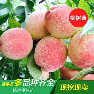 �Ҙ����ϱ������Ե��ԷNֲ����Y���޽�ˮ����Ѫ���S�Ҷ��ҹ�����