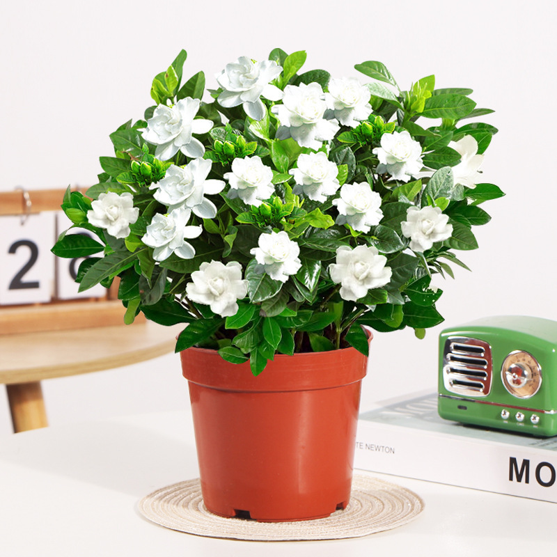 【많은 새싹】부티크 160#싹이 있는 큰 치자나무(원래 화분 흙) + 영양액