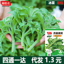 冰菜种子非洲冰草水晶冰菜四季春季冬季阳台盆栽青菜蔬菜种子孑