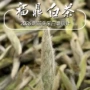 福鼎明前老树荒野新茶