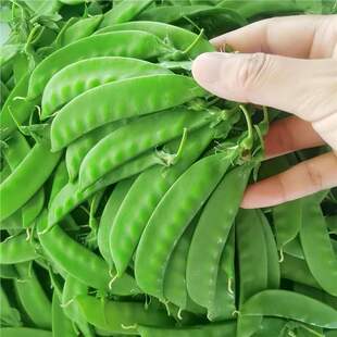 ���ļ��׷N����Ϻ��m���N�ӻ�偲��㶹������ļ��������߲��r��