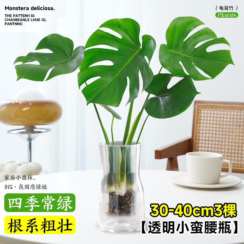 plantas de hidroponía de bambú de tortuga en el interior en cuatro estaciones buenas plantas verdes pequeñas en sala de estar hojas grandes plantas de maceta de pila vieja eliminación de formaldehído