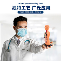 Children's educational toys enlightenment education human skeleton stem organ assembly half-body model cross-border teaching aids wholesale