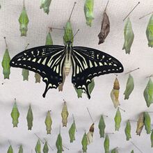 蝶蛹 蝶蛹品牌 图片 价格 蝶蛹批发 阿里巴巴