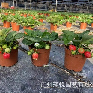 ��ݮ�������Ͳ�ݮ�ļ���ݮ����������ݮ��ԭ��ԭ��