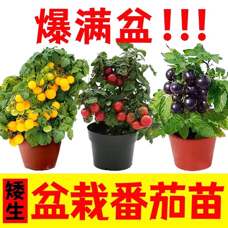 Potted small tomato seedlings are good for raising dwarf tomato seedlings on the balcony, red and yellow cherry tomatoes, spring and autumn vegetable seedlings