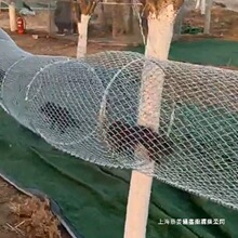 松鼠跑道笼子隧道跑笼公园动物园空中展示不锈钢拉伸通道丝网笼子
