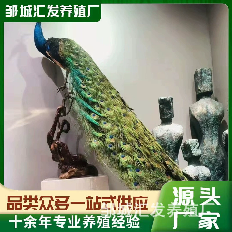 Экземпляры экземпляра павлина на продажу Реальные пернатые образцы животных декоративная гостиная от пола до пола экземпляры павлина