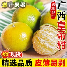 广西皇帝柑新鲜橘子水果当季现摘蜜桔子贡柑甜橘老树大果包邮