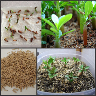 Desert Rose Seeds Wholesale Four-Season Easy-To-Live Succulent Plants Flower Viewing Double-Petaled Varieties Green Plant Potted Seeds