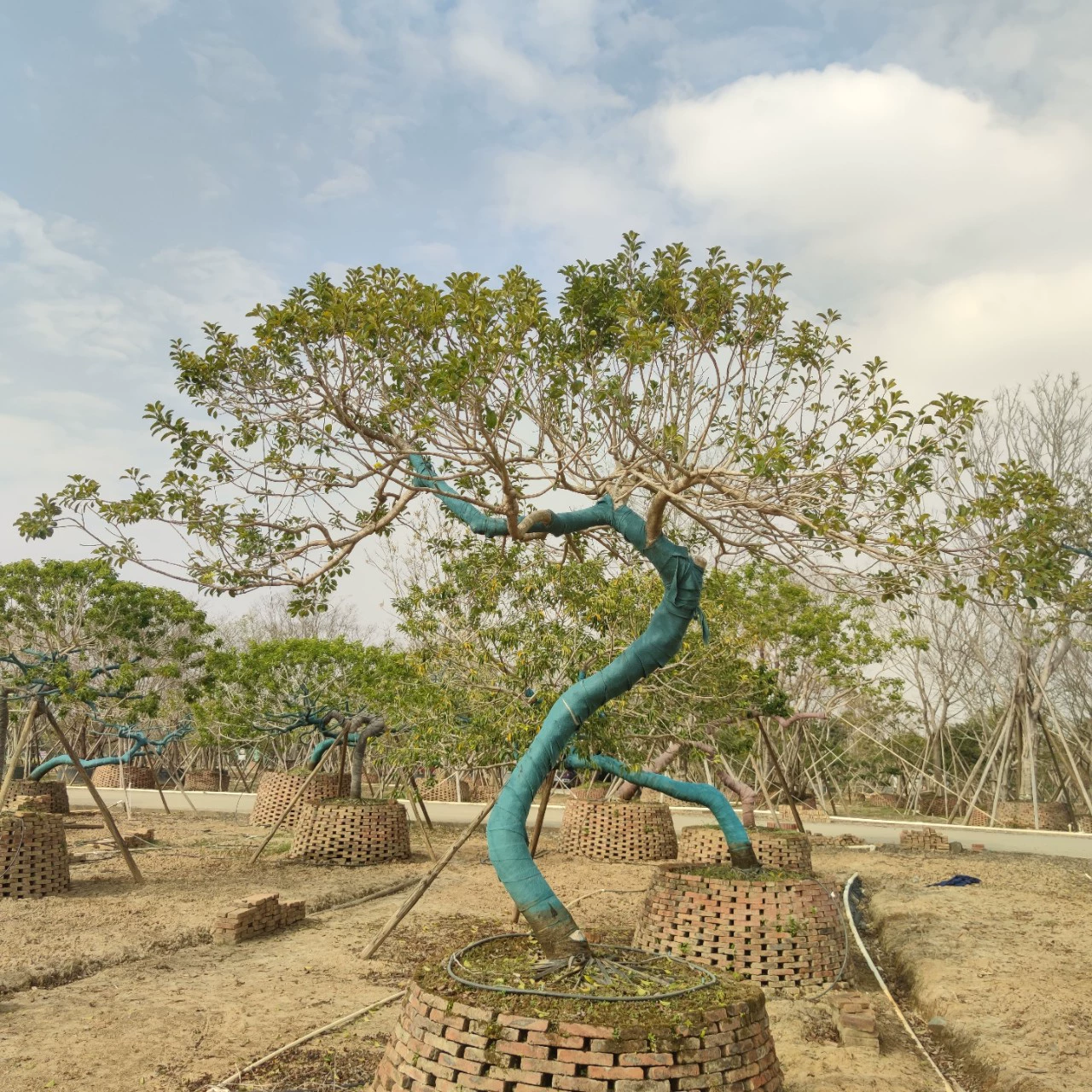 2302 База поставляет специальные формы железный падуб красный фруктовый падуб особая ландшафтное дерево