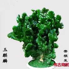 彩麒麟玉麒麟黄春峰麒麟盆栽仙人掌盆栽植物办公室桌面造型盆栽