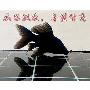 �ڽ�����Lβ�լ̨��β����ˮ�^�p�~�L�����P�~��ڽ��\�����l