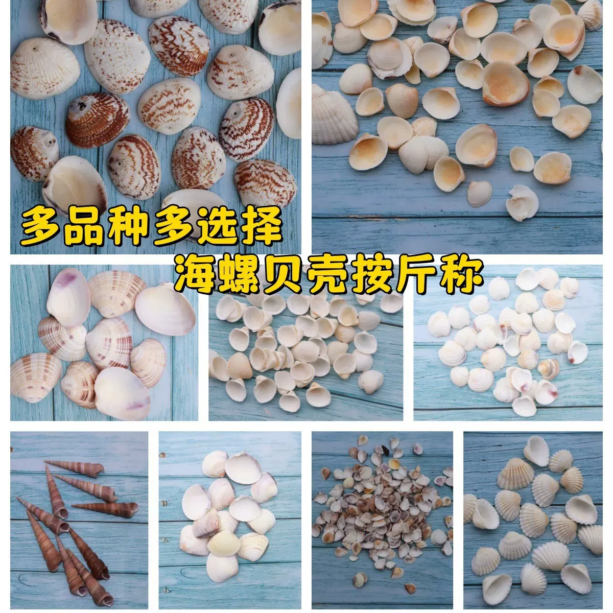 漂流瓶配件贝壳海螺海星家居鱼缸水族馆造影微景观瓶小毛贝一斤