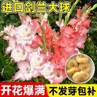 Gladiolus Bulbs, Gladiolus Bulbs, Four-Season Blooming Potted Seeds, Courtyard Flower Seedlings, Imported Bulbs, Green Plants and Florals