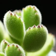 熊童子多肉植物群生老桩白熊绿熊泰迪熊超萌肉肉植物室内奇趣盆栽