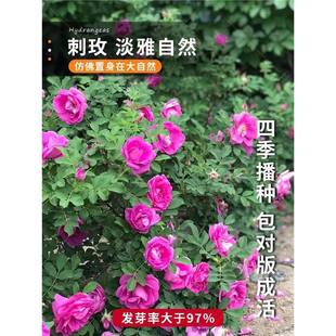 �t��õ�N�ӈ@�־G���^�p�_�������²ɷN���ٱ��S��õ�N��