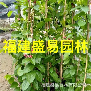 Courtyard Balcony Climbing Vine Plant Makes Gentleman Flower Supply Makes Gentleman Potted Plant Price Vine Makes Gentleman Base