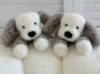 Stamaga puppy