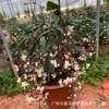 Base direct supply ｜ Net celebrity plant weeping jasmine potted bazaar jasmine white jade butterfly indoor Thai green plants