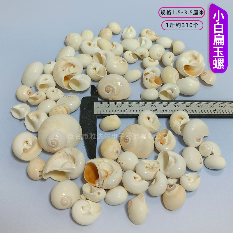 貝殻と法螺貝 1～2cmをポンド単位で販売、貝殻と砂を混ぜて手作りのDIYテーブルを製作、ドリフトボトルを製作|undefined