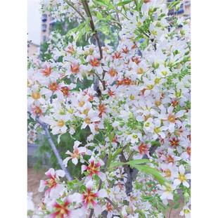 �Ĺڹ����N�����ļ��_��������ֲ����B�׻��ͥԺ������;Gֲ