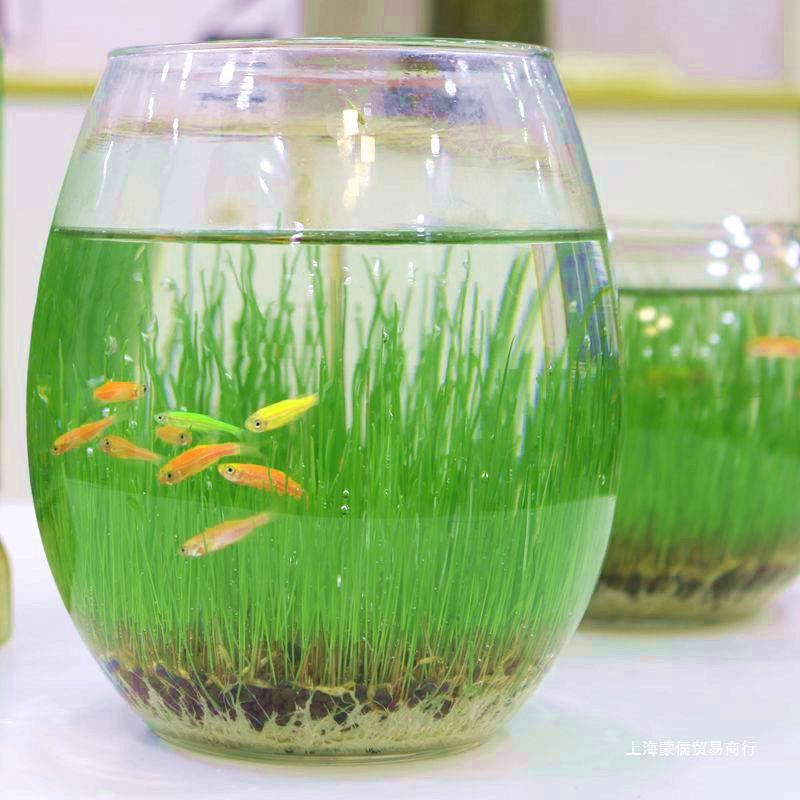 生态鱼玻璃瓶水培植物鱼缸水草种子籽水绿植水养草盆栽微景观造景