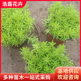 Fujia Grass Cup Seedlings Wholesale Greening Plants Roof Greening Potted Courtyard Planting Qingzhou Florals Fujia Grass Potted Plants