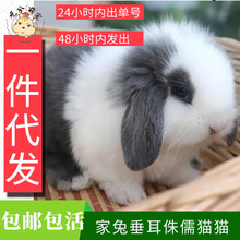 一件代发兔子垂耳兔猫猫兔侏儒兔长不大迷你茶杯兔宠物兔宝宝