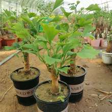 �G����ľ�y�Ә������԰׹���������y�Ә����ϱ��m���y�ӹ�����