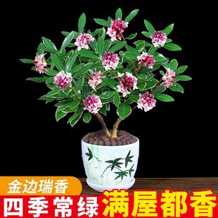 Phnom Penh Daphne Potted Plant, Strong-Scented Type with Buds, Indoor Old Pile Living Room Flower Plant, Cold-Resistant Flower Blooming in All Seasons
