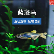 篮斑马鱼实验斑马鱼皮实耐养淡水运输包损观赏鱼渔场大量批发