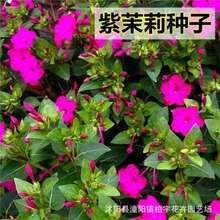 Nӵ׻Nӷ֬׻N̨ļ׷N_