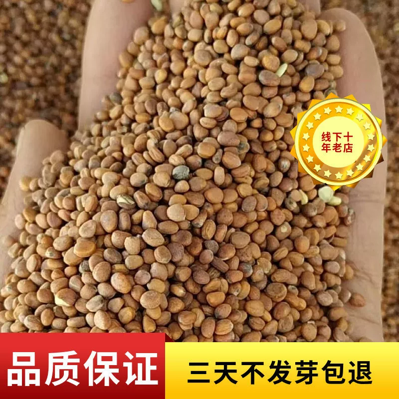 Белый редис семян ростки культуры почвы гидропоники Семена овощей Four Seasons дешевые голубь зерна Фруктовый сад зеленый навоз семена сулафан