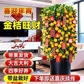 金桔树盆栽可食用带果四季观赏耐寒客厅新年宵花卉绿植脆皮橘子苗
