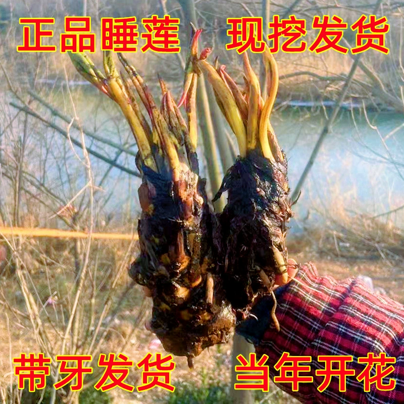 Большие и маленькие Водяные лилии Корневой блок Пруд Четыре сезона Мини-Водяные лилии Корень и стебель Гидропоника в горшке Водный Лотос Большие Водяные лилии Саженцы Бесплатная доставка