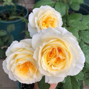 New Product for Dropshipping Ouyue [Beatrice] Austin Cut Flower Rose Cutting Flower Seedlings from the Uk